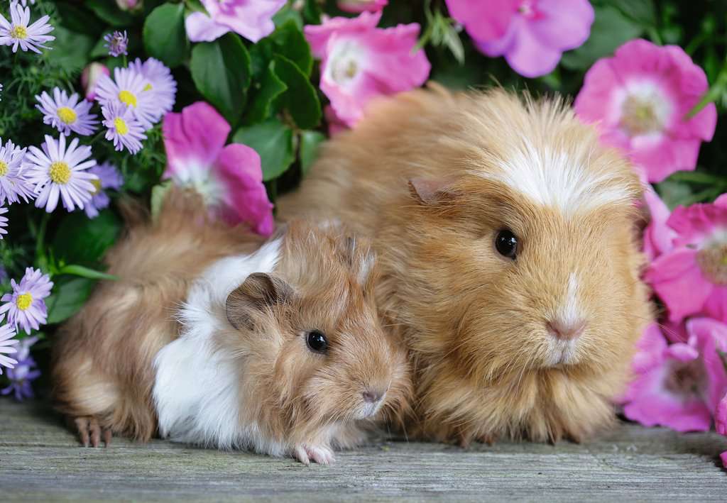 מכרסמים חמודים - 2 פאזלים של 12 חלקים