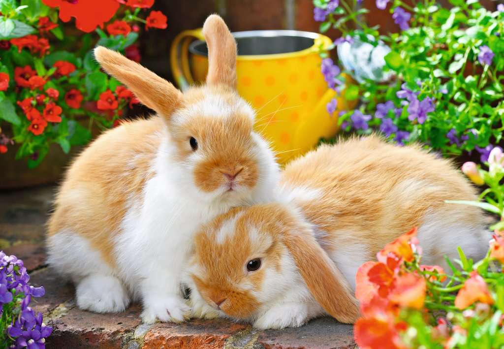 מכרסמים חמודים - 2 פאזלים של 12 חלקים