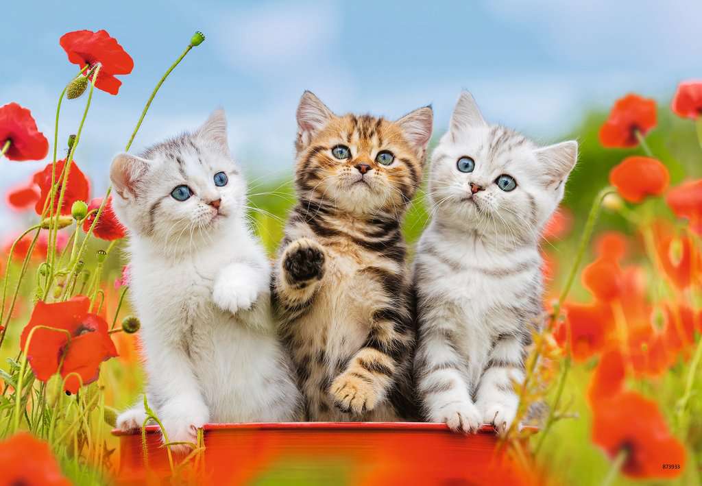 חתלתולים בהרפתקאה - 2 פאזלים של 12 חלקים