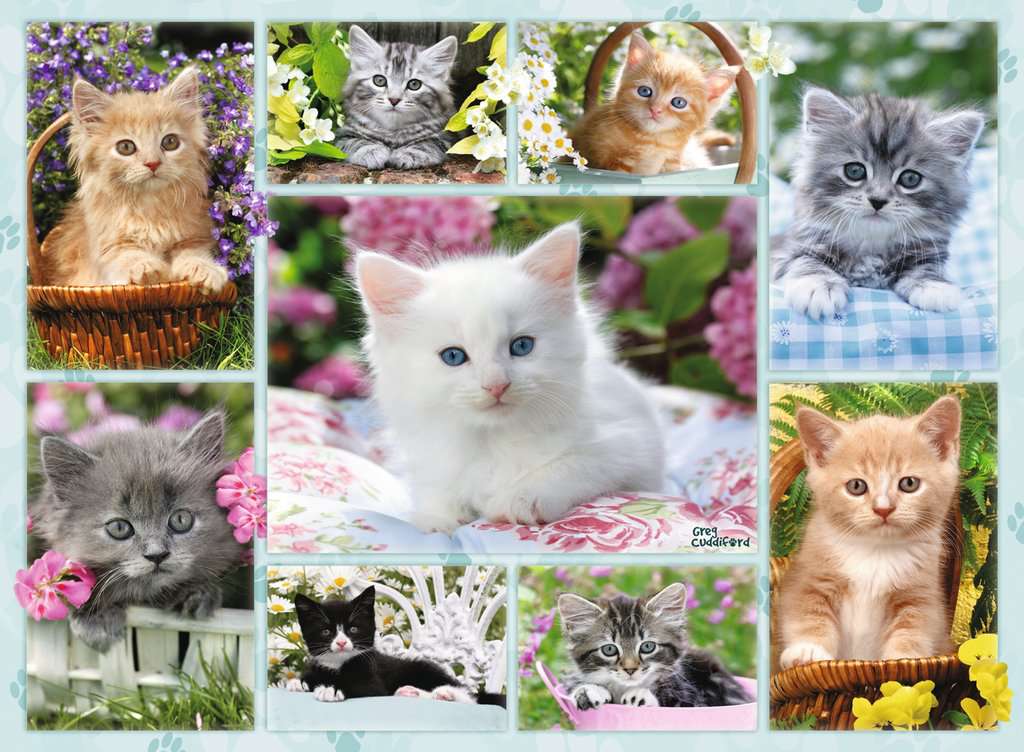 חתלתולים בסלסילה, פאזל 500 חלקים