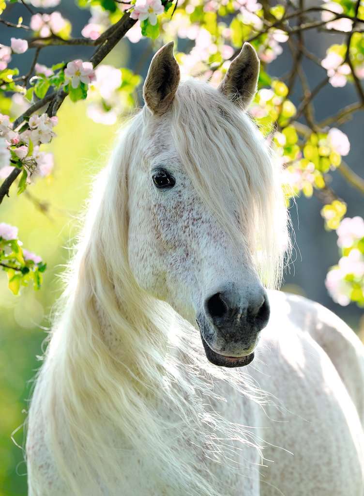 סוס לבן, פאזל 500 חלקים