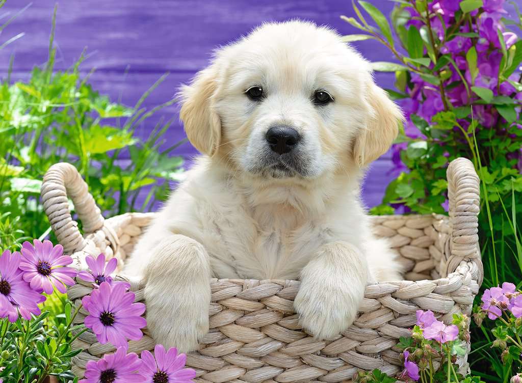 גולדן רטריוור מתוק, פאזל 500 חלקים