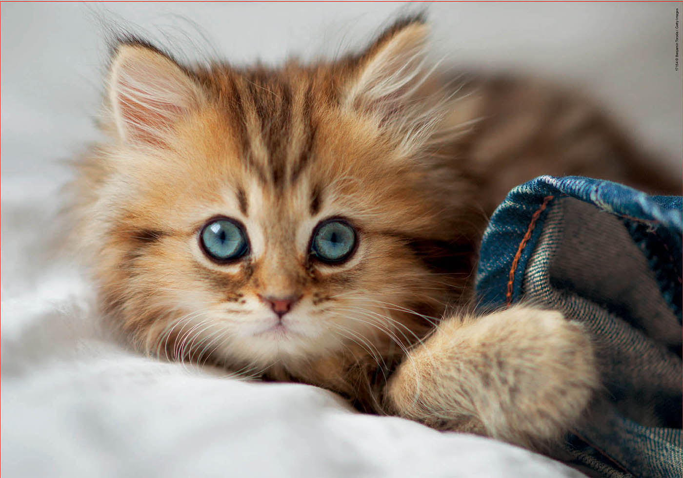 חתלתולה - פאזל 200 חלקים EDUCA