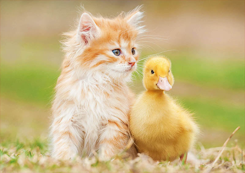 חברים הכי טובים - פאזל 500 חלקים EDUCA