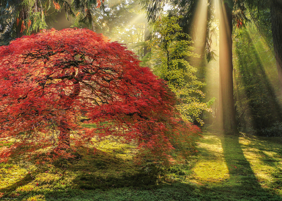 אור מנחה, פאזל 1000 חלקים