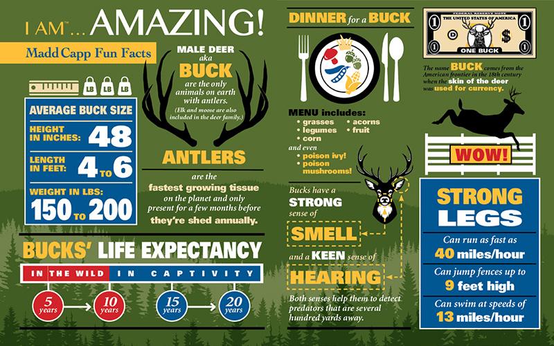 אַיָל - פאזל צוּרני 550 חלקים