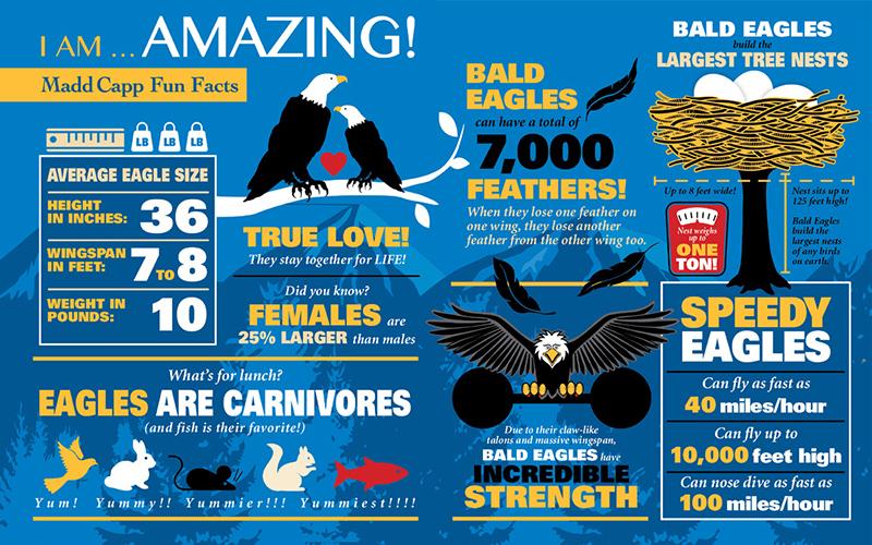 עיט - פאזל צוּרני 550 חלקים