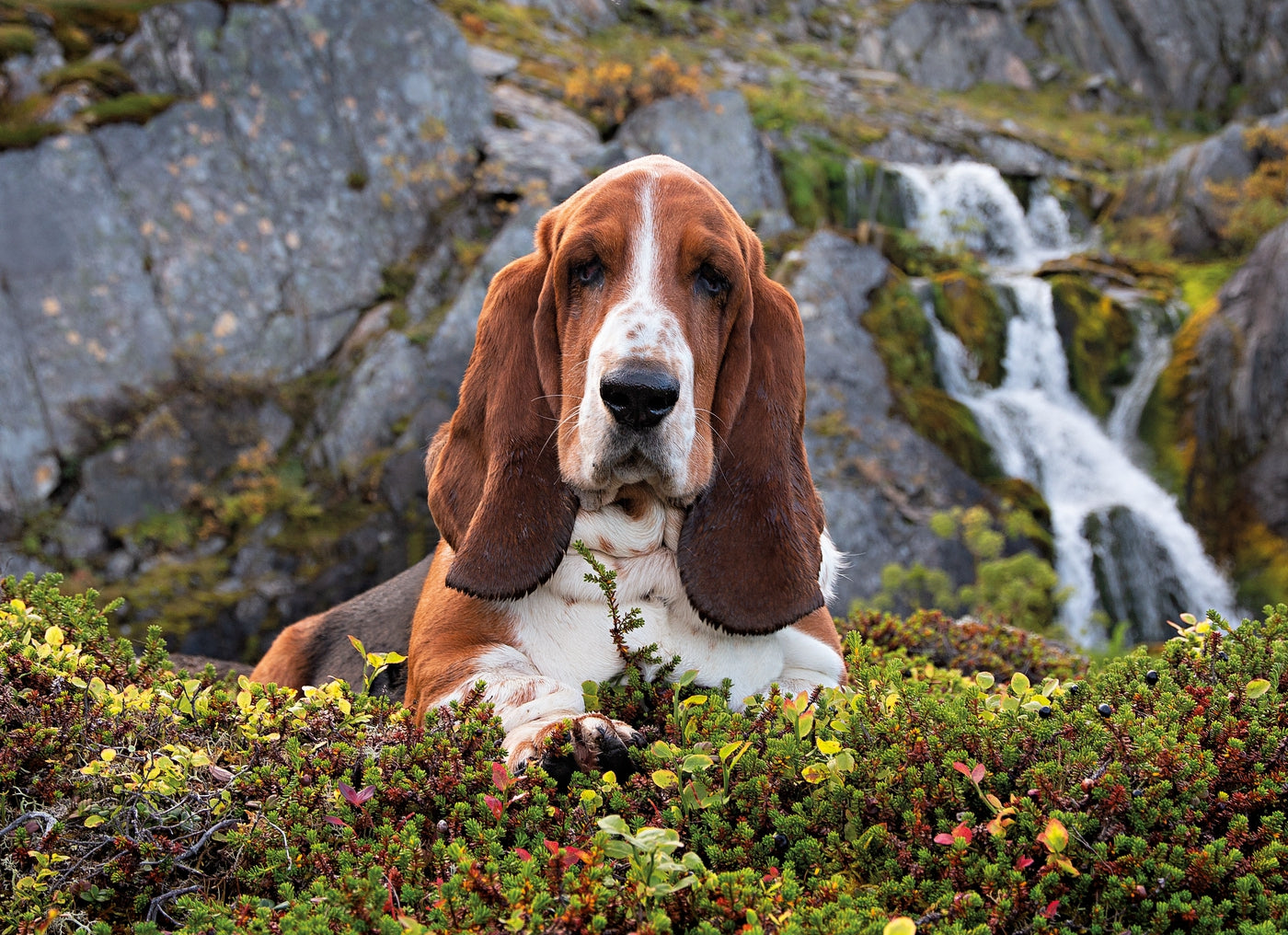 צ׳ארלי בראון - פאזל 1000 חלקים CLEMENTONI