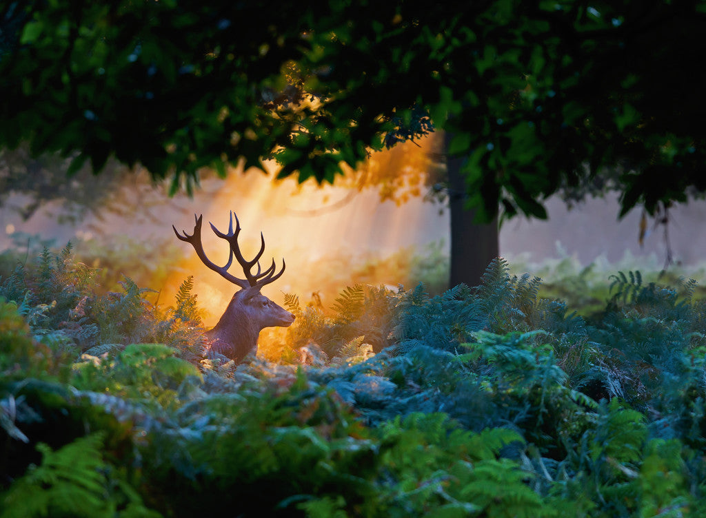 קרן אור קסומה