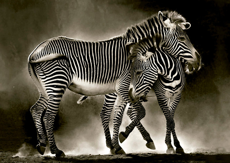 זברות בשחור ולבן