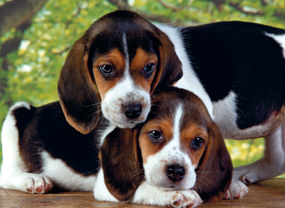 כלבלבים תאומים