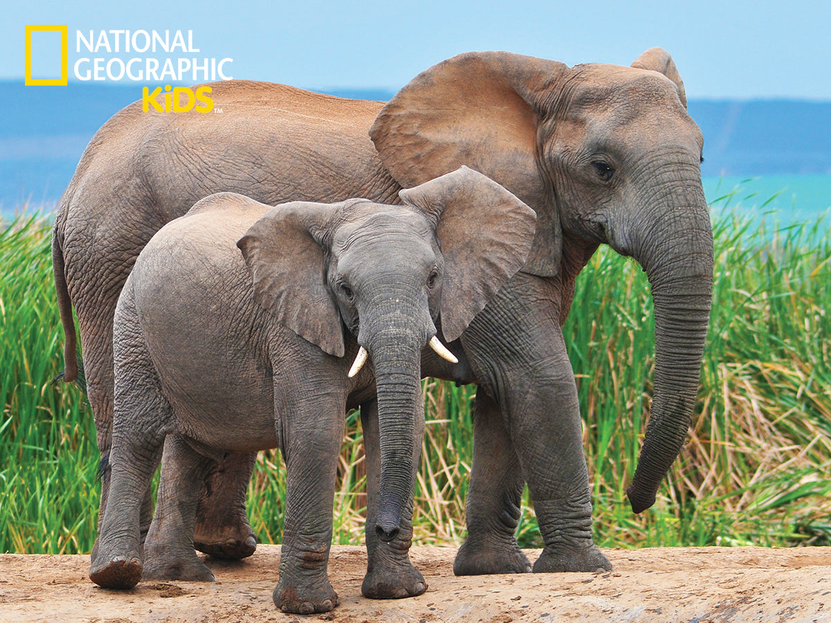 פאזל 3D אופטי 100 חלקים פילים National Geographic פלוס בובת פיל מקורית