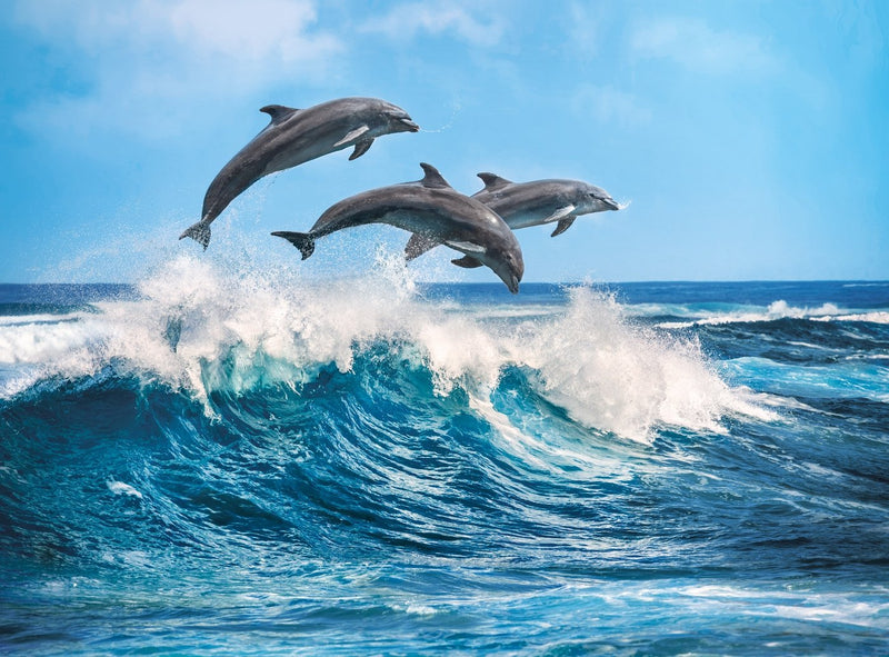 דולפינים - פאזל 500 חלקים CLEMENTONI